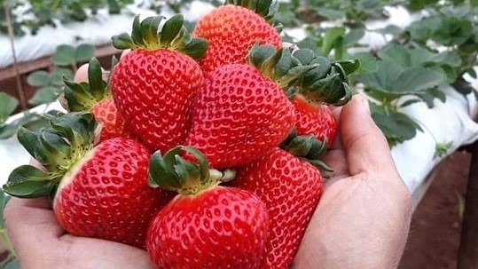 Fresa primera imagen b|Fresa Espectro visible|Bures-Iluminacion-C-e1635252994261|1698764757|1698765099